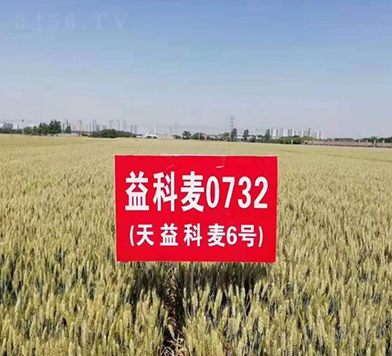 �������6̖-С���N��-�A��