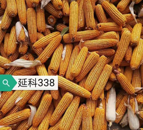 �ӿ�338-���׷N��-�A��