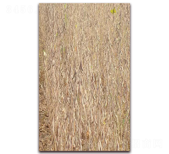 菏豆14-大豆種子-科源種業(yè)