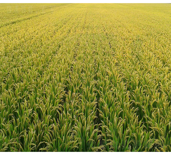 ���S7̖ʾ����-�SԴ�N��