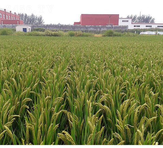 新豐7號(hào)株行圃-豐源種子