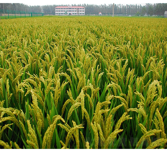 ���S5̖����DƬ-�SԴ�N��