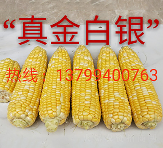 真金白銀-水果玉米種子-映山龍