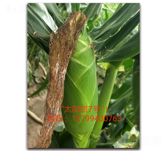 太陽甜7號-水果玉米種子-映山龍