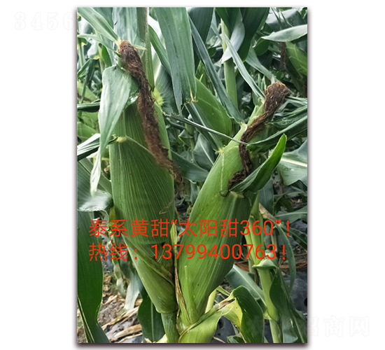 太陽甜360-水果玉米種子-映山龍