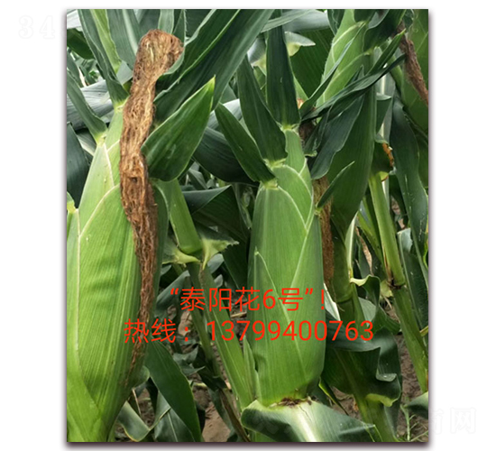 ̩ꖻ�6̖(h��o)-ˮ�����׷N��-ӳɽ��