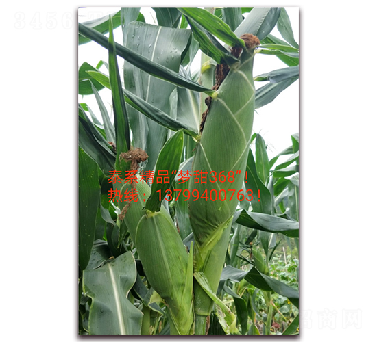 夢(mèng)甜368-水果玉米種子-映山龍