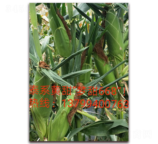 夢甜668-水果玉米種子-映山龍