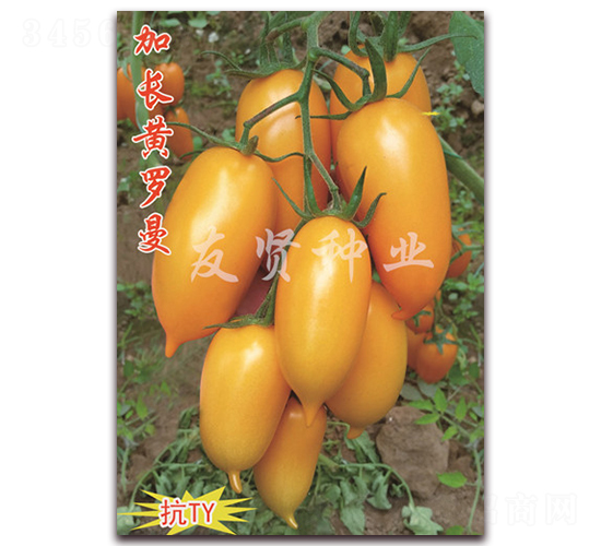 ���L�S�_��-���͹����ѷN��-���t�N�I(y��)