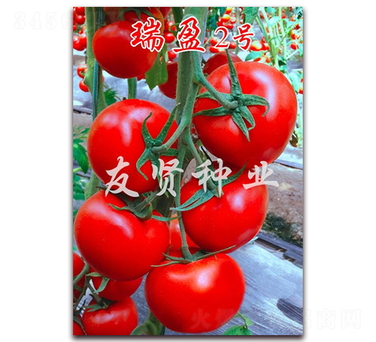 ��ӯ2̖-�tɫ���ѷN��-���t�N�I(y��)