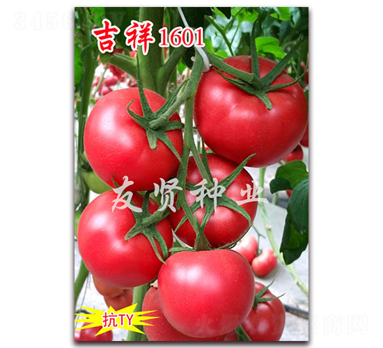 ����1601-��ɫ���ѷN��-���t�N�I(y��)