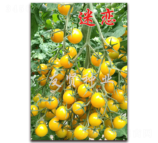 �ԑ�-�Sɫ����С���ѷN��-���t�N�I(y��)