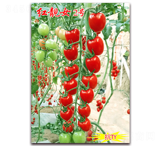 �t�nŮ2̖-��TY��������С���ѷN��-���t�N�I(y��)