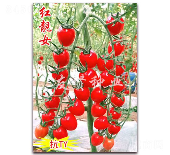 �t�nŮ-��TY��������С���ѷN��-���t�N�I(y��)