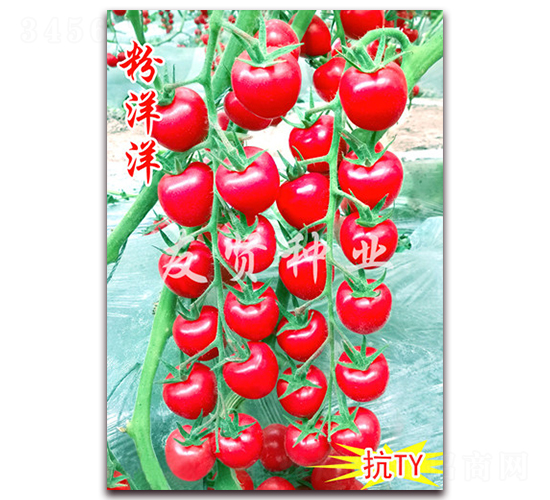 ������-��TY��������С���ѷN��-���t�N�I(y��)