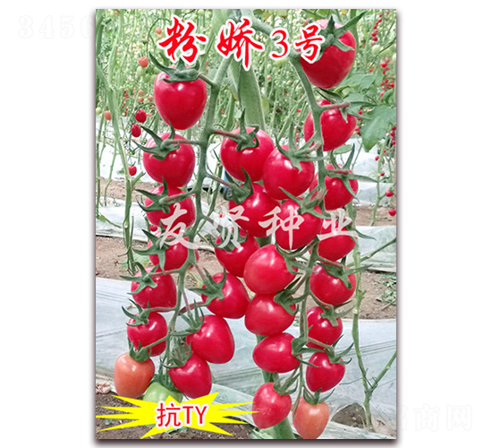 �ۋ�3̖-��TY��������С���ѷN��-���t�N�I(y��)