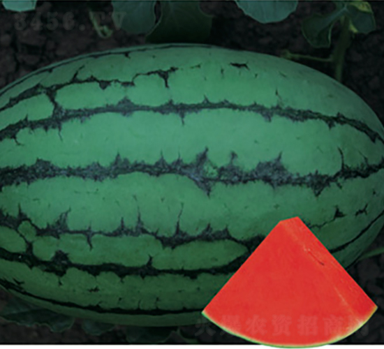 春秋早紅玉-西瓜種子-科德信