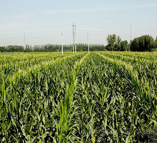 平安1735-平安種業(yè)