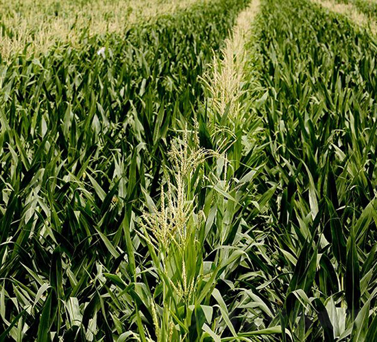 通平1-平安種業(yè)