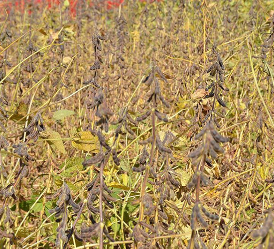 平安豆16號(hào)-平安種業(yè)