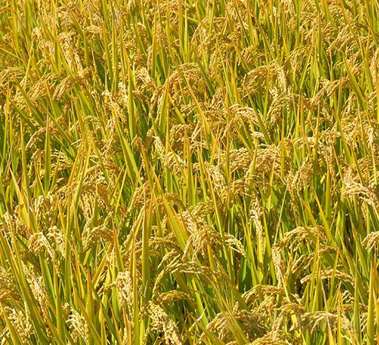 平安粳稻8號-平安種業(yè)