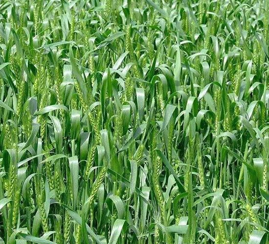 哲麥10號(hào)-平安種業(yè)