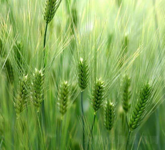 ����7̖-ƽ���N�I(y��)