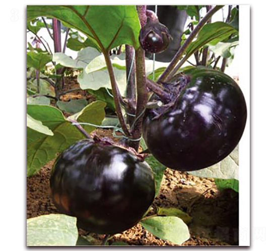 ���t�ڴT-���ӷN��-�ѹ��N�I(y��)