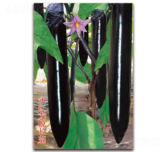 ���t�����L��-���ӷN��-�ѹ��N�I(y��)