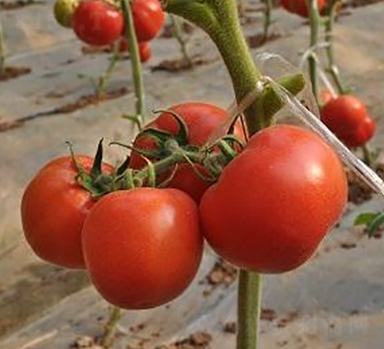 ɣ�r(n��ng)P184-��TY���ѷN��-ɣ�r(n��ng)�N�I(y��)