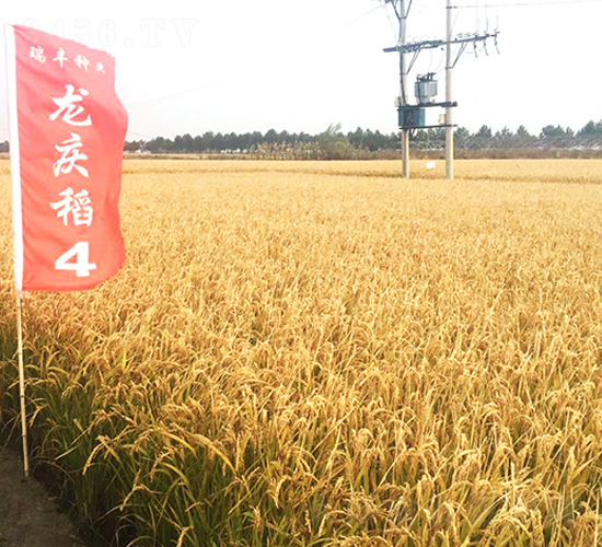 ���c��4̖(h��o)-С���N��-���S�N�I(y��)