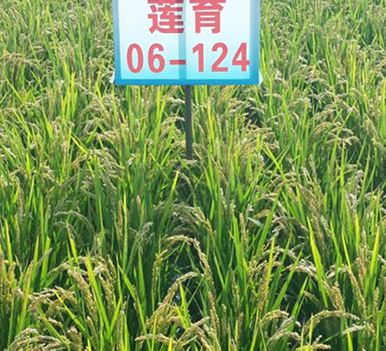蓮育06-124-水稻種子-蓮匯農(nóng)業(yè)
