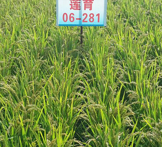 蓮育06-281-水稻種子-蓮匯農(nóng)業(yè)