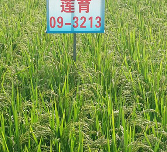 蓮育09-3213-水稻種子-蓮匯農(nóng)業(yè)