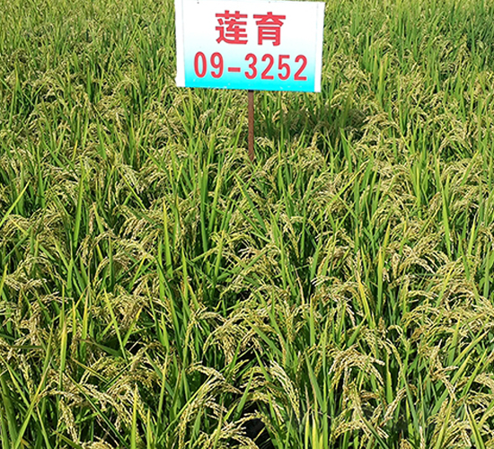 ɏ��09-3252-ˮ���N��-ɏ�R�r(n��ng)�I(y��)