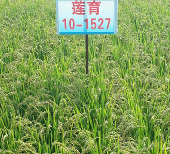 ɏ��10-1527-ˮ���N��-ɏ�R�r(n��ng)�I(y��)