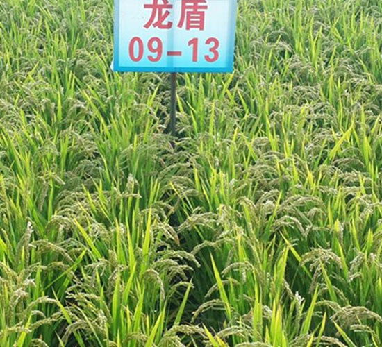 ����09-13-ˮ���N��-ɏ�R�r(n��ng)�I(y��)