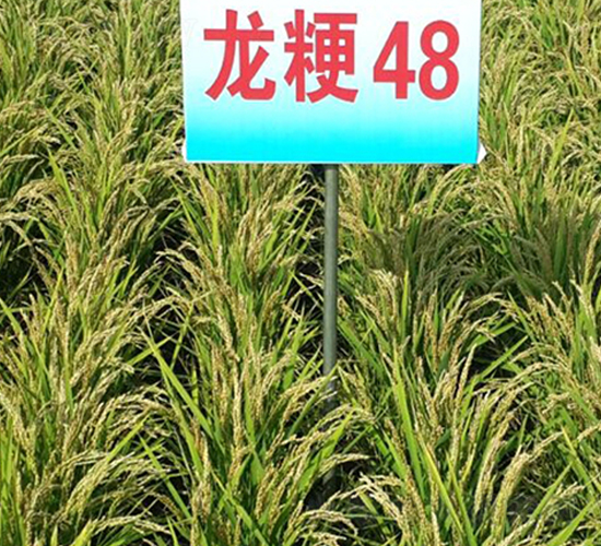 龍粳48-水稻種子-蓮匯農(nóng)業(yè)