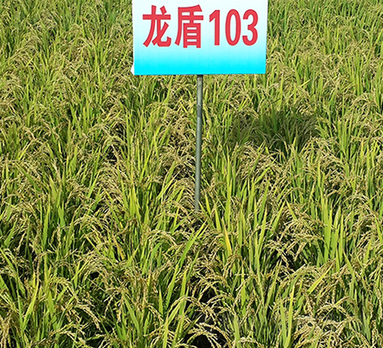 龍盾103-水稻種子-蓮匯農(nóng)業(yè)
