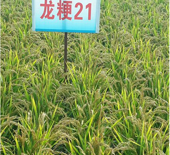 ����21-ˮ���N��-ɏ�R�r�I(y��)