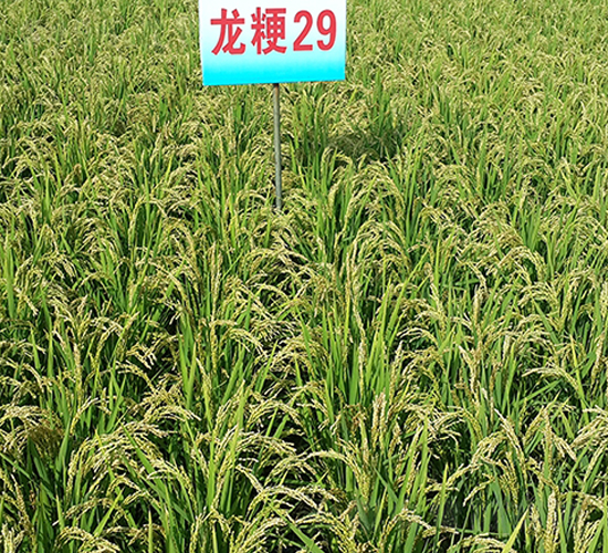 龍粳29-水稻種子-蓮匯農(nóng)業(yè)