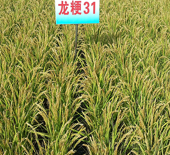 龍粳31-水稻種子-蓮匯農(nóng)業(yè)