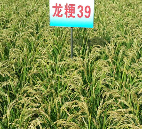 ����39-ˮ���N��-ɏ�R�r(n��ng)�I(y��)