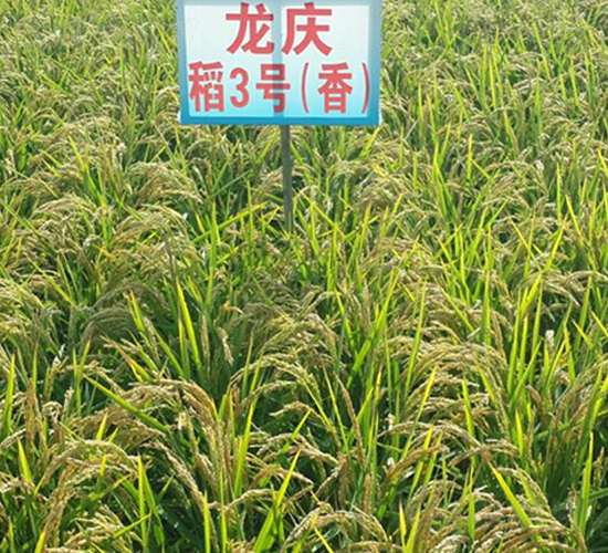 ���c��3̖(h��o)-ˮ���N��-ɏ�R�r(n��ng)�I(y��)