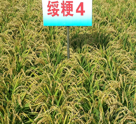 ����4-ˮ���N��-ɏ�R�r(n��ng)�I(y��)