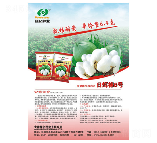 日輝棉6號-綠億種業(yè)