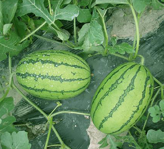 �t����С������-���ϷN��-���\(ch��ng)�N��