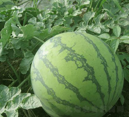 ����t����-���ϷN��-���\�N��