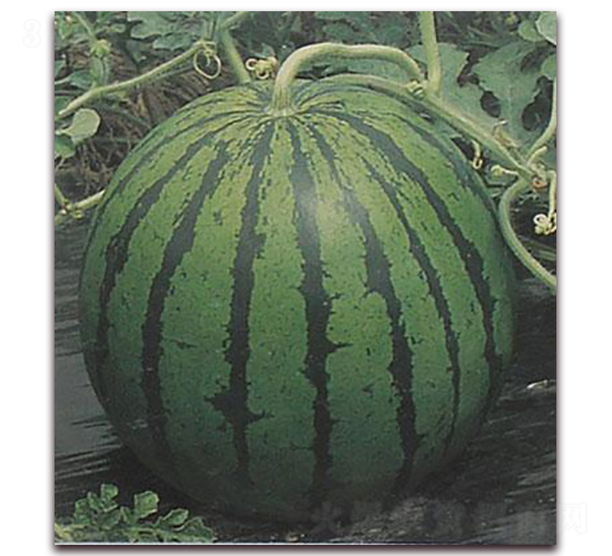 夏霸西瓜-西瓜種子-禾誠種苗