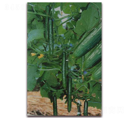 小脆黃瓜-黃瓜種子-禾誠(chéng)種苗